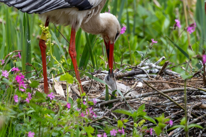 White stork with chick. Credit Gary Gray (1).jpg